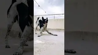 Pillu's Playtime Frenzy: Non-Stop Fun with this Energetic Pup!