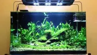 3ft Planted Tank with Maxspect Razor LED 8000k