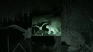 Incredible Rescue! Wild Cat Saves a Trapped Bird 🐾🐦 AI Heroism