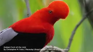 Andean Cock-of-the-rock
