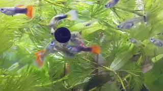 The Best Food for Guppy Fish (and When to Feed Them)