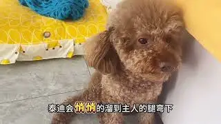 Only Teddy dogs who 