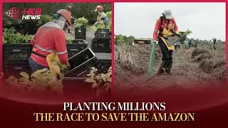 Restoring the Amazon: Mombak&rsquo;s Bold Green Initiative | HKB News