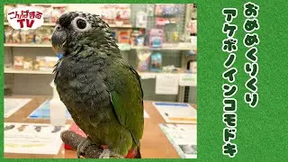 【こんぱまるＴＶ】千葉店　#17 　おめめくりくりアケボノインコモドキ✨
