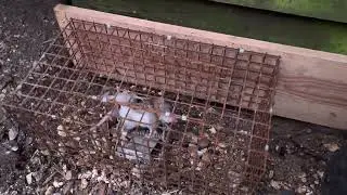 Brown Rat caught in Fenn Trap