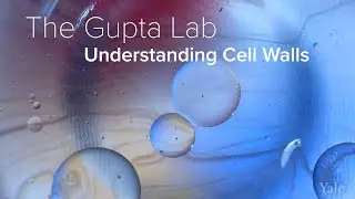 Cell Membranes, Protein Signaling & Mass Spectrometry - The Gupta Lab at Yale School of Medicine