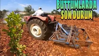 BUTTUM FİDELERİNDE SON DURUM... TAŞLI ARAZİYİ YİNE SÜRDÜM...