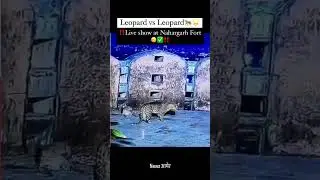 Leopard vs LeopardLive show at Nahargarh Fort..#jaipur #jaipurcity #leopard #nahargarhfort #viral