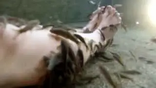 Full Body Garra Rufa Experience