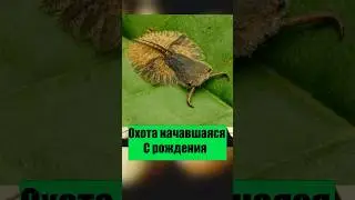 #макромир #насекомые #личинка #природа #жизньвпеске #книгаживотных