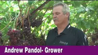 Sweet Celebration- Meet the Growers- Pandol Brothers