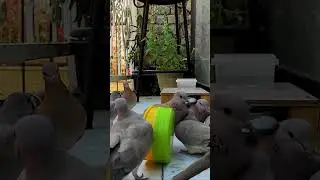 #birdfeeding #birds #birdingparadise #birdlovers #viral #birdsounds #featherfeast #happybirds