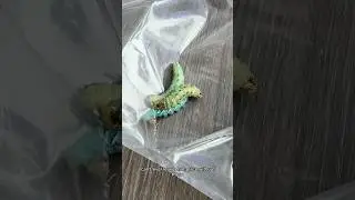 The pet store sold me a worm. I raised it into a moth.