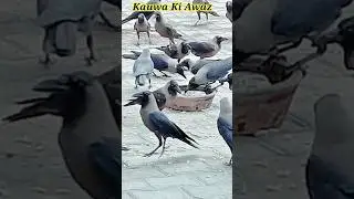 Hungry Crow Sounds 🐦🐦&zwj;⬛🥪| Crow Sounds 🐦&zwj;⬛🫓🥯| Crow Video 🐦&zwj;⬛🌳| Crow Voice 🐦&zwj;⬛🥰|
