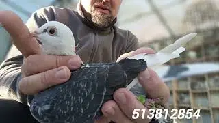 Trzaskalik Krzysztof 9 listopada 2023 wysyłam wzmocnienie dla kolegi oraz gołąbka w prezencie:).