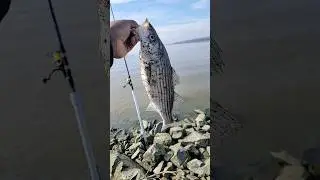 #stripedbass #fishing #fishing #delta #bass #shorts