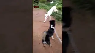 Jule Dog semma style