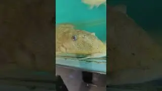 suckerrr #music #pets #dubai #nature #trending #india #wildlife