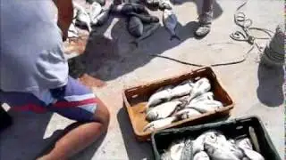 Sortiranje ribe.wmv