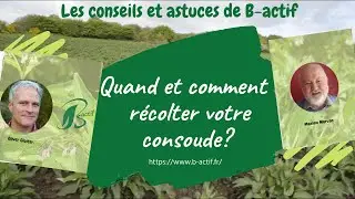 Comment et quand r&eacute;colter de la consoude