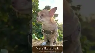 Luxury Burberry Style small dog coat for winter waterproof