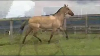 CRIPTA DK - Puro Sangue Lusitano