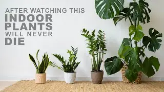 Your Indoor Plants Will Never Die | How to Care Indoor Plants Properly