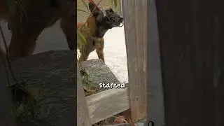 Never Ever Ever Mess With an Unknown Dog