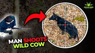 Drone Captures Man Shooting Cow