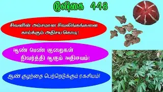 லிங்க கோவை /  Linga kovai / Aivirali / ஐவிரல் கோவை/ஐவிரலி/Diplocyclos palmatus/Bryonia/அலசல்/Alasal