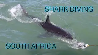 Shark Diving in Gansbaai, South Africa - Bonus Clip | THE UNJUST & US