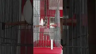 مقنين الله يبارك 