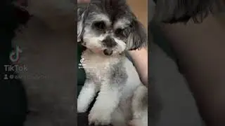 Ruby ASMR #minipoodle #asmr #asmrpets #pets #asmryoutuber #dogsofyoutube