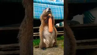 Mr. Sparkle I Think We Have Herbivore This Dad Joke 🥕🐾 #groundhog #funny #lol #cute #adorable