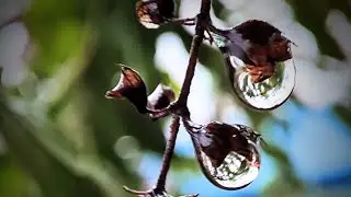 Beautiful Flower ~ Planet Earth Amazing Nature Scenery || #shorts #youtube #shortvideo #short #rain