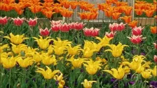 How to Grow a Terrific Tulip Bed