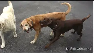 Chocolate Lab Bulley, playtime terror