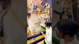 SHEIKH HOUSE BAADSHAH QURBANI 2025 ❤️🥰😍