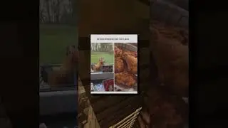 Poor Chicken... 💀