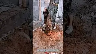 An Unusual Tool Hydraulic jack for Removing Tree Near a Building Site