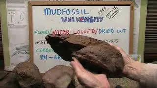 Mudfossil Basics