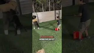 K&ouml;pek Eğitimi Fazla İleri Gitti...