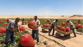 Impossible Desert Strawberry Farm: 90% Less Water & INSANE Harvest in 2026