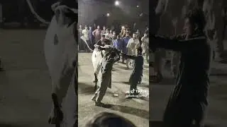 😱 dangerous bull 🐂 #dangerousbulls #bullfights #fighting #cow #viralvideo #cow #1millionviews #100ks