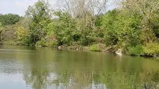 WATCH GREBE/BIRD DIVE UNDER WATER/ZOOM IN