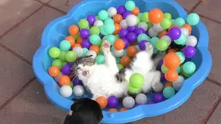 Cats Vs Ball Pit