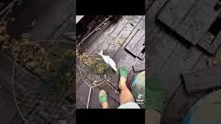 đam m&ecirc; c&acirc;u s&ocirc;ng . muốn đi  quanh khu vực Bến Tre alo 0912895920 . Phương Bến Tre cho thu&ecirc; ghe c&acirc;u