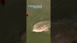 Tripletail are ancient predators - &lsquo;Paul Young&rsquo;s Fishing Road Trip USA&rsquo; on FishingTV