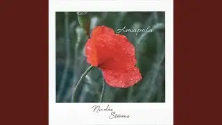 Amapola