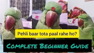 parrot care for beginners🦜 #alexandrineparrot #parrotcare #nonstoptalkingparrot #parrotlover
